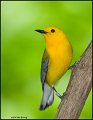 _0SB9599 prothonotary warbler